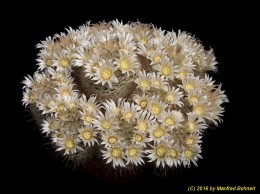 Mammillaria penispinossa 471